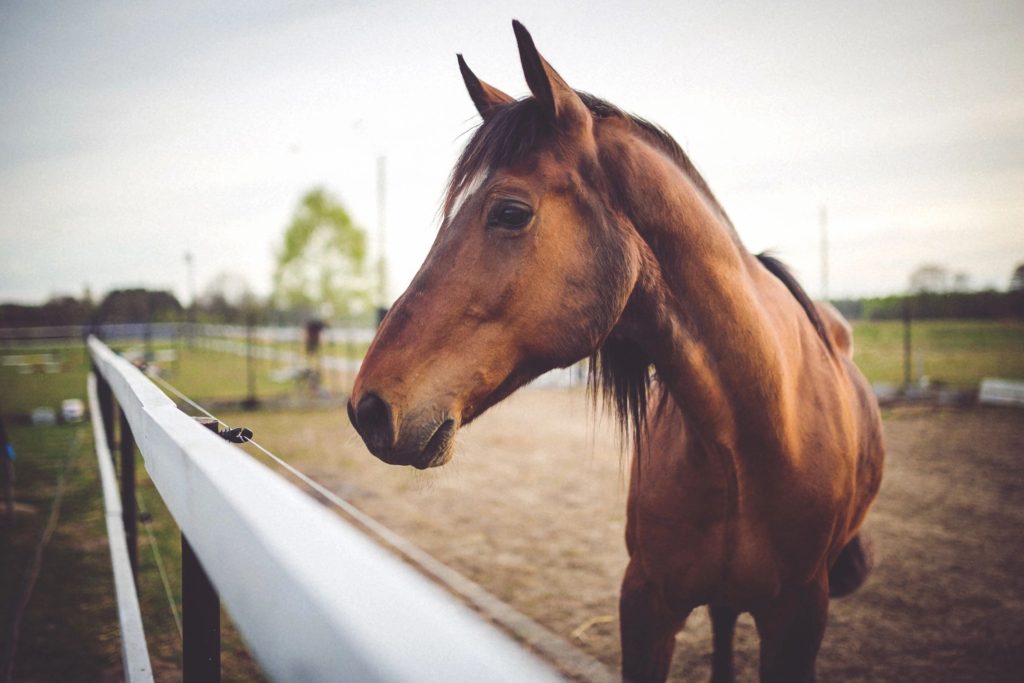 Do you need equine insurance?